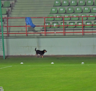 GKS Bełchatów - Miedź Legnica  (22)